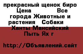 прекрасный щенок биро › Цена ­ 20 000 - Все города Животные и растения » Собаки   . Ханты-Мансийский,Пыть-Ях г.